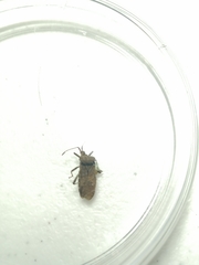 Hypselonotini