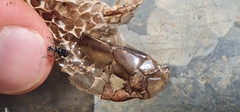 Pseudonaja aspidorhyncha