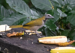 Saltator maximus