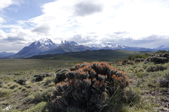 Anarthrophyllum desideratum