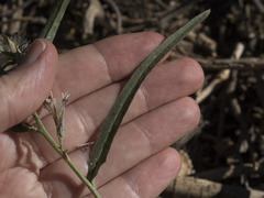 Stephanomeria lactucina