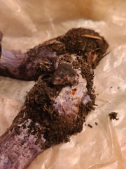 Thaxterogaster occidentalis