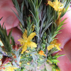 Hypericum juniperinum