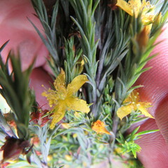 Hypericum juniperinum