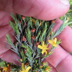 Hypericum juniperinum