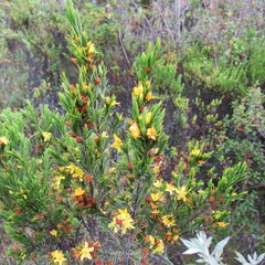 Hypericum juniperinum