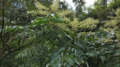 Aralia bipinnata