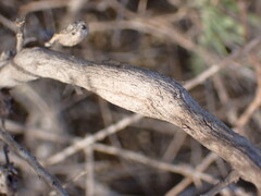 Neolasioptera willistoni