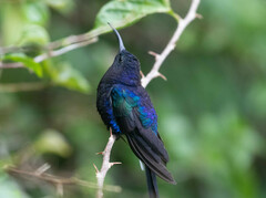 Campylopterus hemileucurus