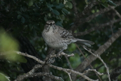 Mimus gundlachii
