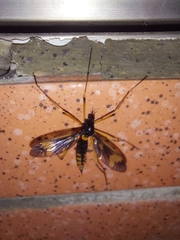 Ctenophora