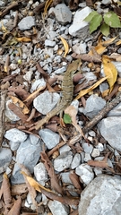 Gerrhonotus infernalis