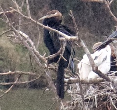Anhinga rufa