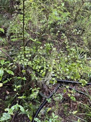Coprosma rotundifolia
