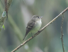 Empidonax virescens