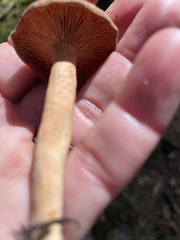 Lactarius rubidus