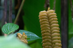 Calathea crotalifera image