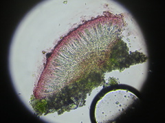 Haematomma persoonii