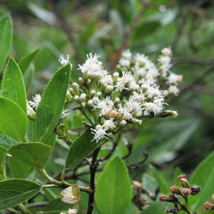 Ageratina tinifolia