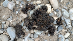 Spilogale gracilis
