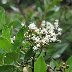 Ageratina tinifolia