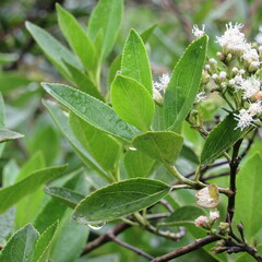 Ageratina tinifolia