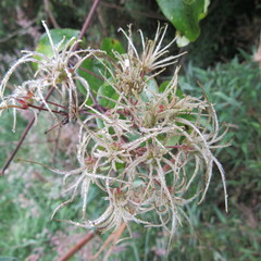 Clematis haenkeana