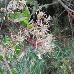 Clematis haenkeana
