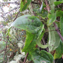 Clematis haenkeana