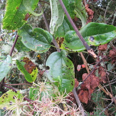 Clematis haenkeana