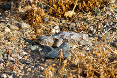 Phrynosoma platyrhinos