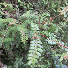 Weinmannia tomentosa