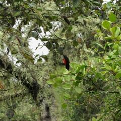 Anisognathus igniventris