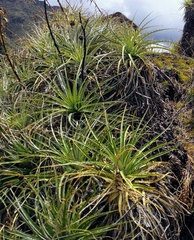 Puya