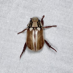 Anoplognathus abnormis