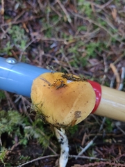 Phlegmacium variosimile