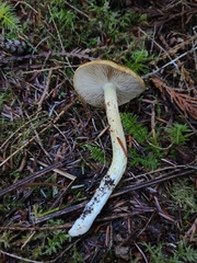 Phlegmacium variosimile