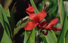 Selasphorus platycercus