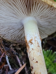 Phlegmacium variosimile