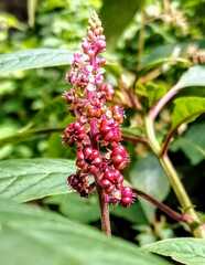 Phytolacca