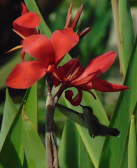 Selasphorus platycercus