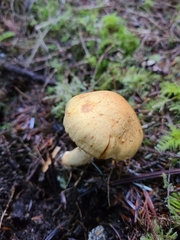 Cortinarius rubiginosus