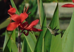 Selasphorus platycercus