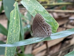 Mycalesis janardana