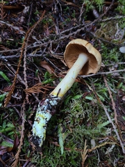 Cortinarius rubiginosus