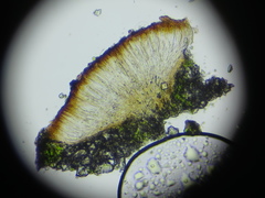 Haematomma persoonii