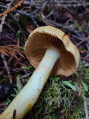 Cortinarius rubiginosus