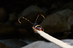 Trachyderes succinctus