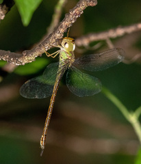 Triacanthagyna septima