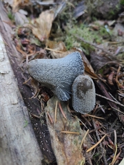 Lanatulae